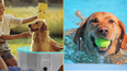 Give your dog the spa treatment with this outdoor pool designed for pets