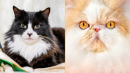 Having a cat in the house is emotional equivalent of having a partner around, study claims