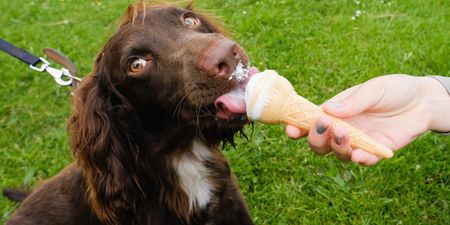 Aldi launches ice cream for dogs just in time for summer