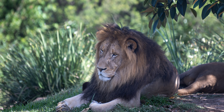 Girl, 14, killed by lion after being snatched from residential compound