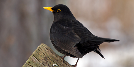 Warning issued to anyone who sees blackbirds in their garden