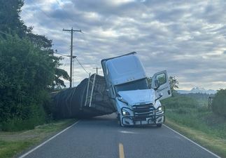 250 million honeybees escape into nature after lorry overturns on road