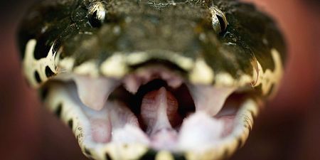 Man deliberately bitten 200 times by snakes to produce ‘super antivenom’