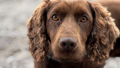 Dog finds bag packed full of thousands of pounds