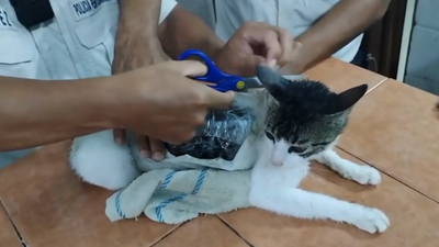 Cat caught smuggling Class A drugs into Costa Rican prison