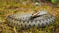Urgent warning issued over venomous snakes spotted around UK