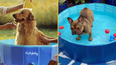 Keep your dog cool with this outdoor pool designed for pets