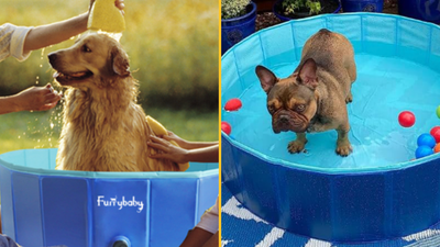 Keep your dog cool with this outdoor pool designed for pets