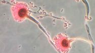 Warnings issued over killer ‘Last of Us’ fungus set to hit UK
