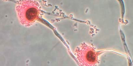 Warnings issued over killer ‘Last of Us’ fungus set to hit UK
