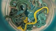 Man arrested with 47 venomous snakes hidden in luggage at airport