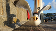 Scotland calls for nationwide summit after fears ‘deadly’ seagull could kill someone