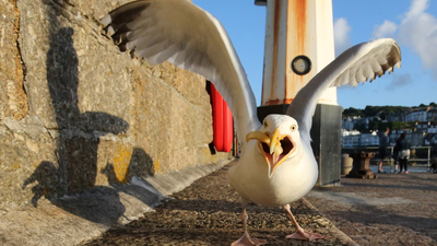 Scotland calls for nationwide summit after fears ‘deadly’ seagull could kill someone