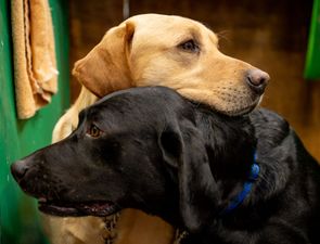 Dog owners urged to keep pets indoors until 6pm tomorrow