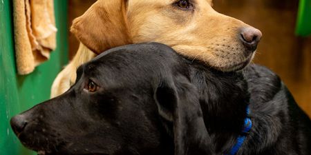 Dog owners urged to keep pets indoors until 6pm tomorrow