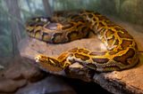Man has penis bitten off by 11-foot snake hidden in toilet as he goes for a wee