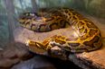 Man has penis bitten off by 11-foot snake hidden in toilet as he goes for a wee