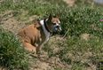 Heartbreaking reason your dog looks at you while they’re having a poo