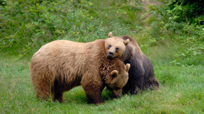 UK wildlife park evacuated after two bears escape and raid honey store