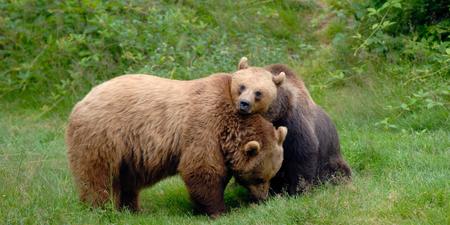 UK wildlife park evacuated after two bears escape and raid honey store
