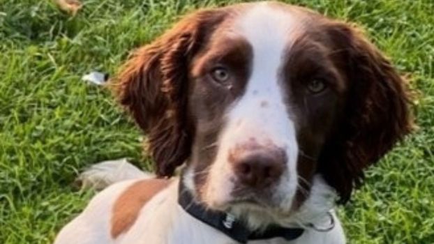 Sniffer dog who helped police Queen Elizabeth II's funeral dies in car crash