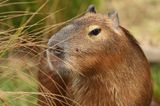 Only capybara cafe in the UK due to open this year