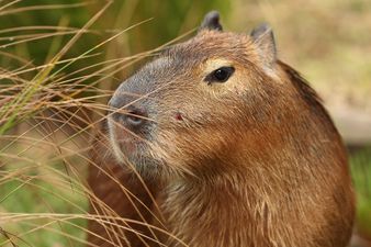 Only capybara cafe in the UK due to open this year