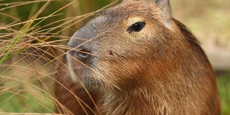 Only capybara cafe in the UK due to open this year