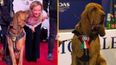 Hero sniffer dog killed by sausages filled with nails