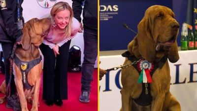 Hero sniffer dog killed by sausages filled with nails