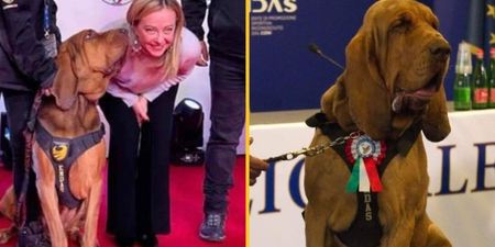 Hero sniffer dog killed by sausages filled with nails