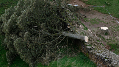 Sycamore Gap vandals handed lengthy prison sentence