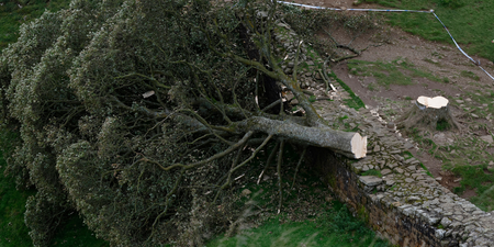 Sycamore Gap vandals handed lengthy prison sentence