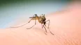 Chikungunya cases almost triple in UK after significant rise