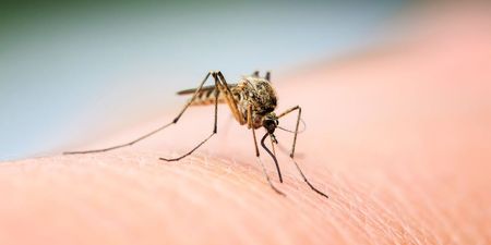Chikungunya cases almost triple in UK after significant rise