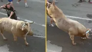 Man immediately kicked in head by bull after slapping its backside during Spanish festival