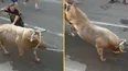 Man immediately kicked in head by bull after slapping its backside during Spanish festival