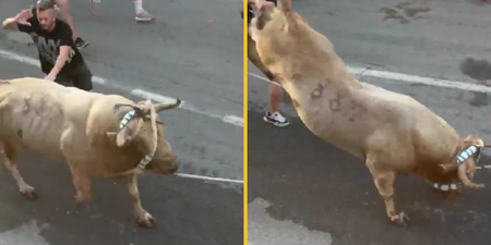 Man immediately kicked in head by bull after slapping its backside during Spanish festival