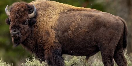 Millionaire game hunter gored to death by ‘Black Death’ buffalo he was trying to kill