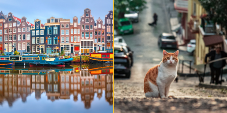 Amsterdam is building miniature staircases to help cats escape its canals