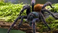 Tarantulas with massive penises have been discovered by scientists