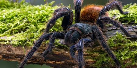 Tarantulas with massive penises have been discovered by scientists