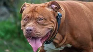 Hundreds of XL Bullies destroyed but ban has ‘failed’ to stop dog attacks