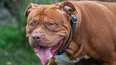 Hundreds of XL Bullies destroyed but ban has ‘failed’ to stop dog attacks