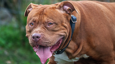 Hundreds of XL Bullies destroyed but ban has ‘failed’ to stop dog attacks