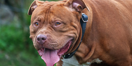 Hundreds of XL Bullies destroyed but ban has ‘failed’ to stop dog attacks
